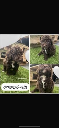 Poodle puppies for sale in Kettering, Northamptonshire – 1 year old - Image 1 of 5