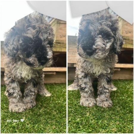 Poodle puppies for sale in Kettering, Northamptonshire – 1 year old - Image 2 of 5