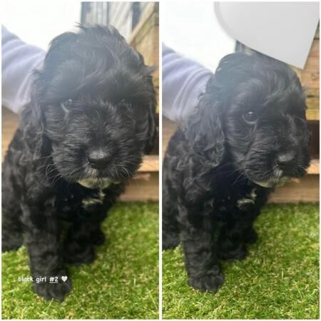 Poodle puppies for sale in Kettering, Northamptonshire – 1 year old - Image 3 of 5