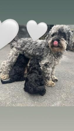 Poodle puppies for sale in Kettering, Northamptonshire – 1 year old - Image 4 of 5