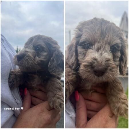 Poodle puppies for sale in Kettering, Northamptonshire – 1 year old - Image 5 of 5