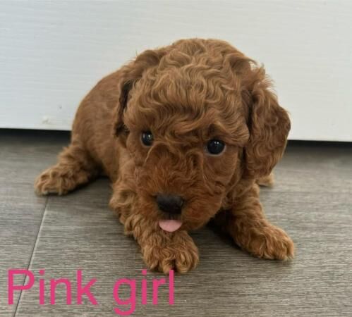 Poodle puppies for sale in Colchester, Essex – 1 year old - Image 1 of 5