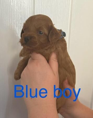 Poodle puppies for sale in Colchester, Essex – 1 year old - Image 2 of 5