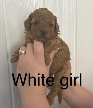 Poodle puppies for sale in Colchester, Essex – 1 year old - Image 3 of 5