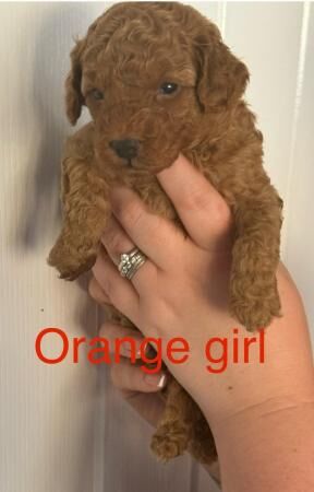 Poodle puppies for sale in Colchester, Essex – 1 year old - Image 4 of 5