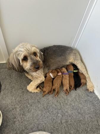 Poodle puppies for sale in Colchester, Essex – 1 year old - Image 5 of 5
