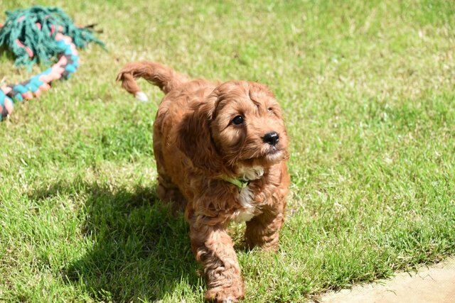 Poodle puppies for sale in Skegness, Lincolnshire – 1 year old - Image 1 of 5