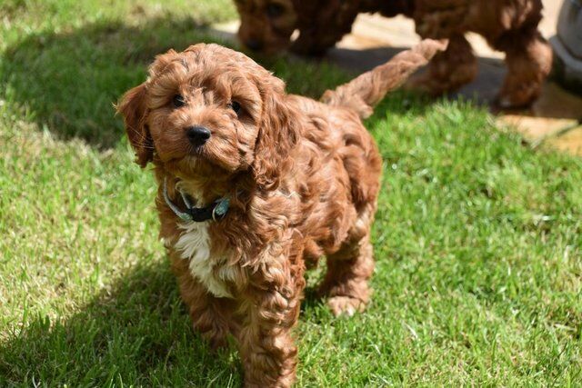 Poodle puppies for sale in Skegness, Lincolnshire – 1 year old - Image 2 of 5
