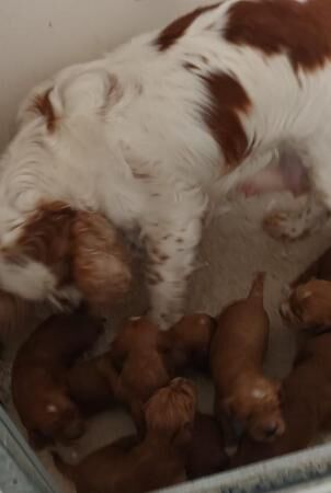 Poodle puppies for sale in Skegness, Lincolnshire – 1 year old - Image 3 of 5