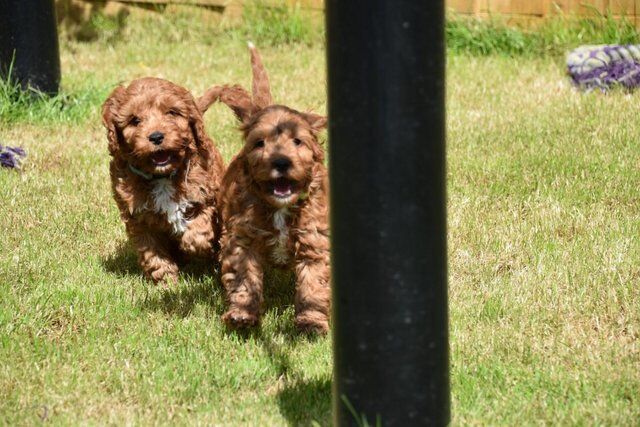 Poodle puppies for sale in Skegness, Lincolnshire – 1 year old - Image 4 of 5