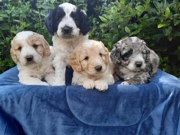 COCKAPOO PUPPIES TOP QUALITY!! for sale in Shrewsbury, Shropshire