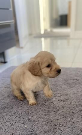 Cockapoo puppy's F1 2girls 3 boys for sale in Wisbech, Cambridgeshire