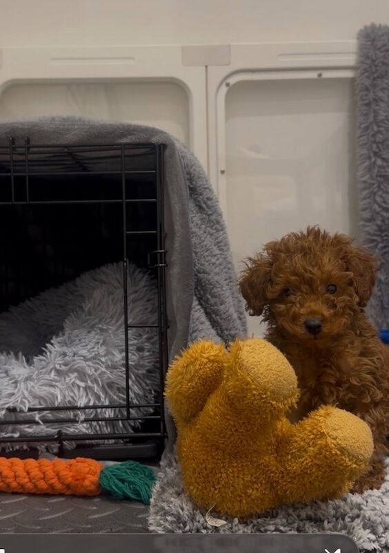 Poodle puppies for sale in Newham, Cornwall – 11 weeks old