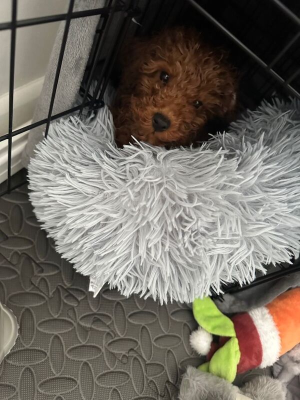 Deep red toy poodle - Image 2 of 5