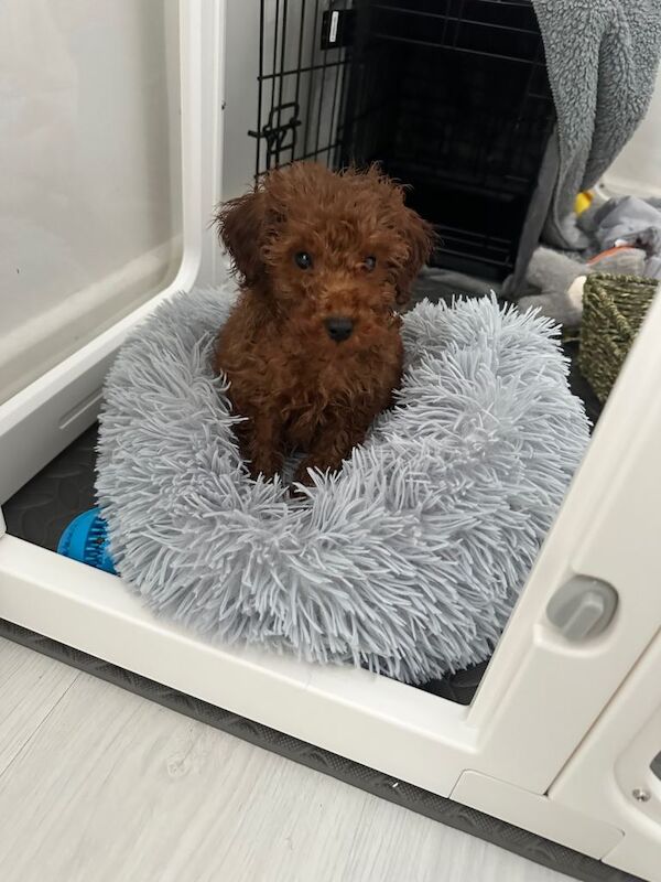 Deep red toy poodle - Image 4 of 5