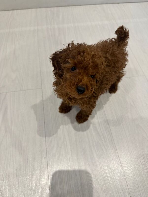 Deep red toy poodle puppy - Image 2 of 3