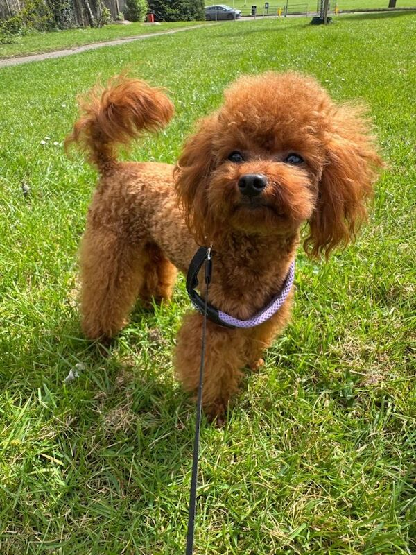 DNA tested Asian Toy Poodle - Image 2 of 4
