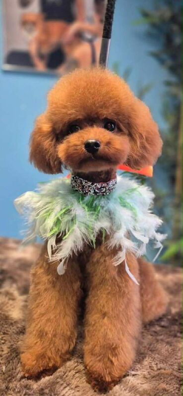 DNA tested Asian Toy Poodle - Image 3 of 4