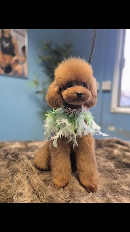 DNA tested Asian Toy Poodle - Image 4 of 4