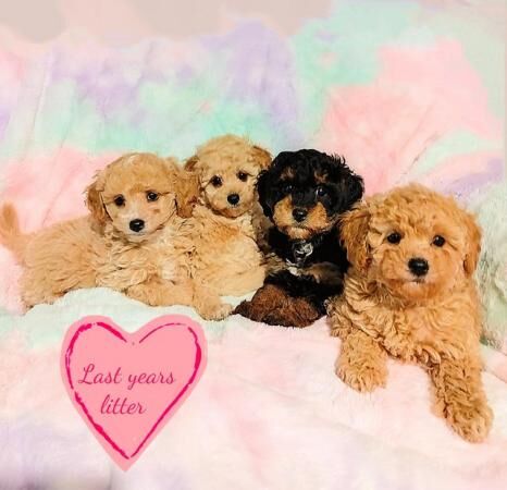 Poodle puppies for sale in Blackburn, Lancashire – 1 year old - Image 1 of 5