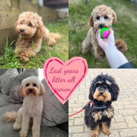 Poodle puppies for sale in Blackburn, Lancashire – 1 year old - Image 3 of 5