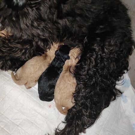 Poodle puppies for sale in Blackburn, Lancashire – 1 year old - Image 5 of 5