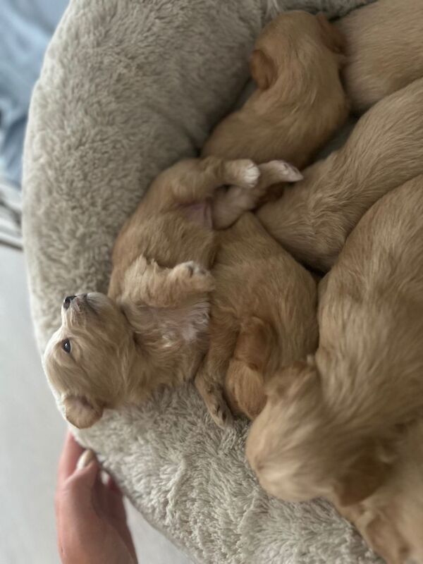 Dog multipoo - Image 2 of 3