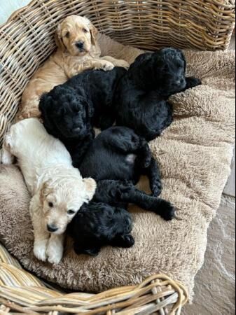 Poodle puppies for sale in Sheffield, South Yorkshire – 1 year old - Image 2 of 5
