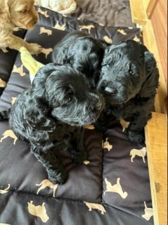 Poodle puppies for sale in Sheffield, South Yorkshire – 1 year old - Image 3 of 5