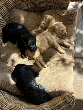 Poodle puppies for sale in Sheffield, South Yorkshire – 1 year old - Image 4 of 5