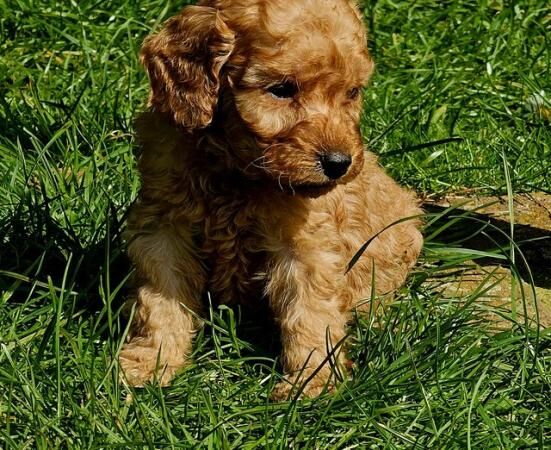 Exceptional quality litter of cockapoo puppies for sale in Lincoln, Lincolnshire