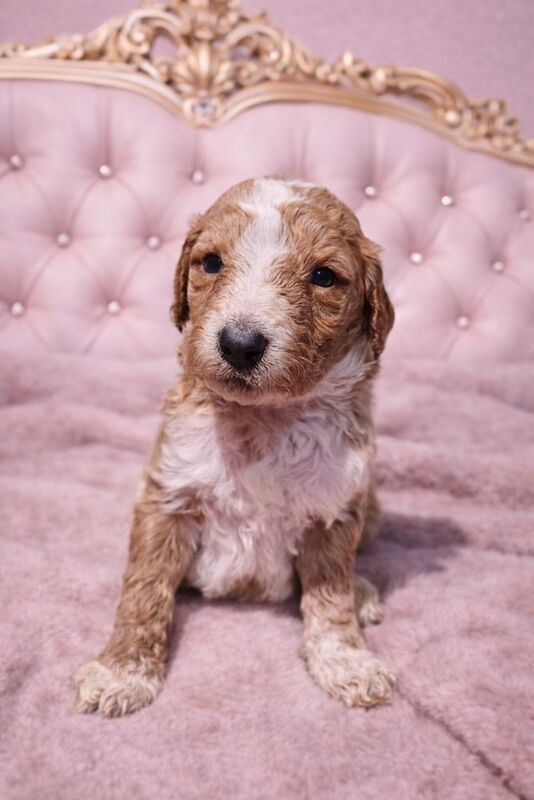 Poodle puppies for sale in Bury St Edmunds, Suffolk – 4 weeks old