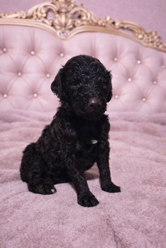Poodle puppies for sale in Bury St Edmunds, Suffolk – 6 weeks old - Image 2 of 12