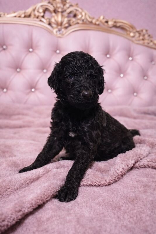 Poodle puppies for sale in Bury St Edmunds, Suffolk – 6 weeks old - Image 5 of 12
