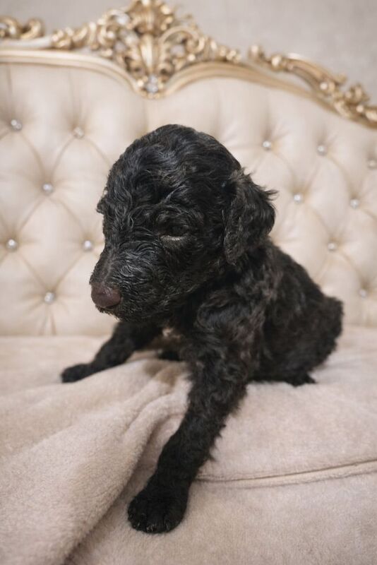Poodle puppies for sale in Bury St Edmunds, Suffolk – 6 weeks old - Image 6 of 12
