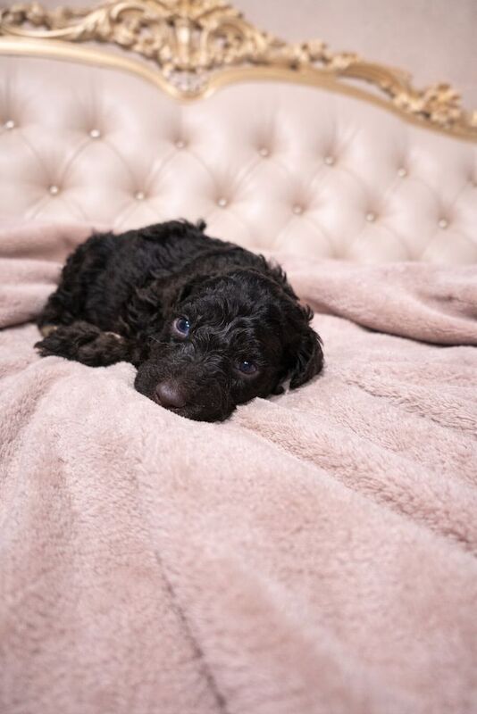 Poodle puppies for sale in Bury St Edmunds, Suffolk – 6 weeks old - Image 7 of 12