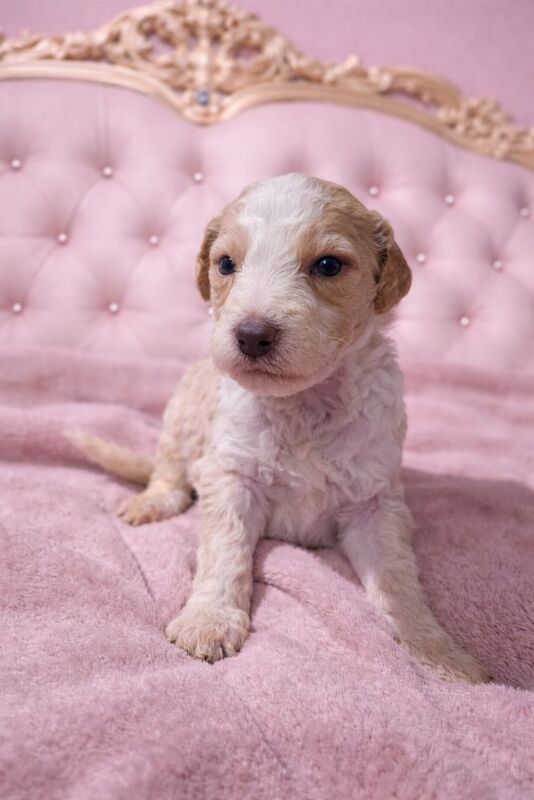 Poodle puppies for sale in Bury St Edmunds, Suffolk – 6 weeks old - Image 8 of 12