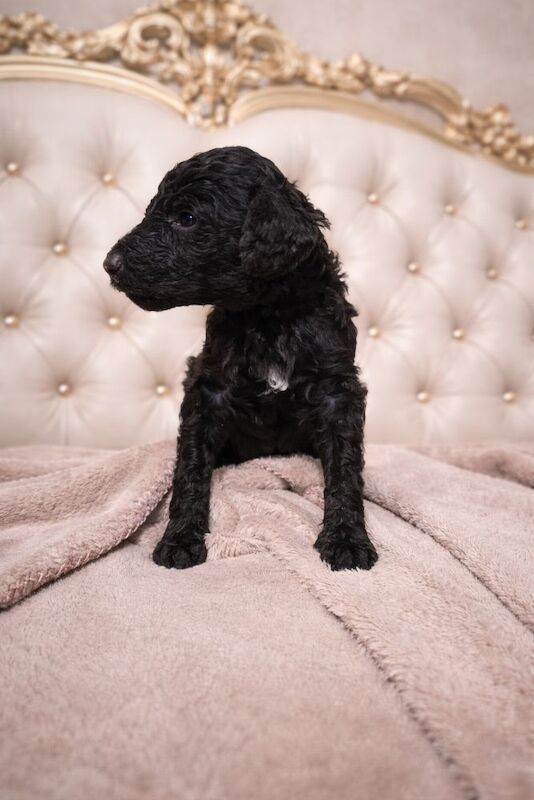 Poodle puppies for sale in Bury St Edmunds, Suffolk – 6 weeks old - Image 9 of 12