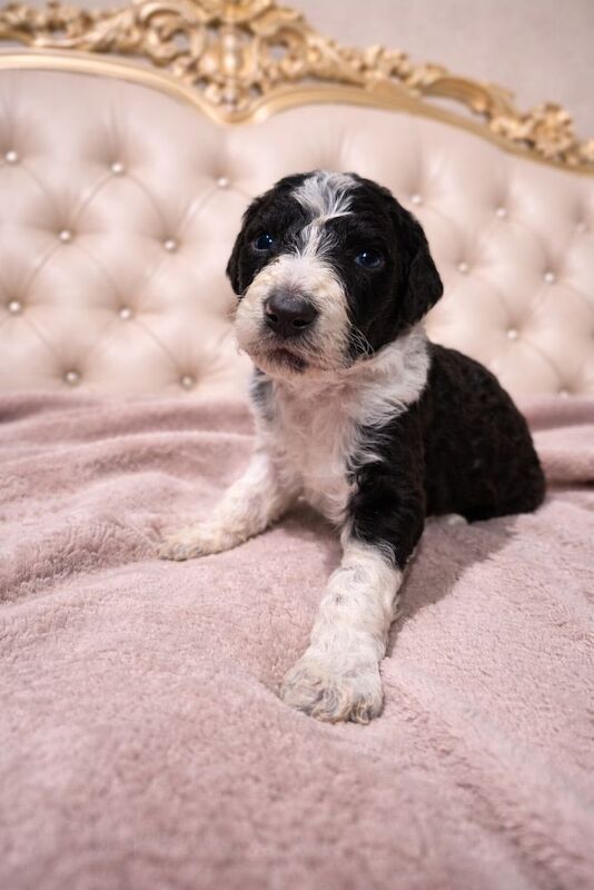 Poodle puppies for sale in Bury St Edmunds, Suffolk – 6 weeks old - Image 10 of 12