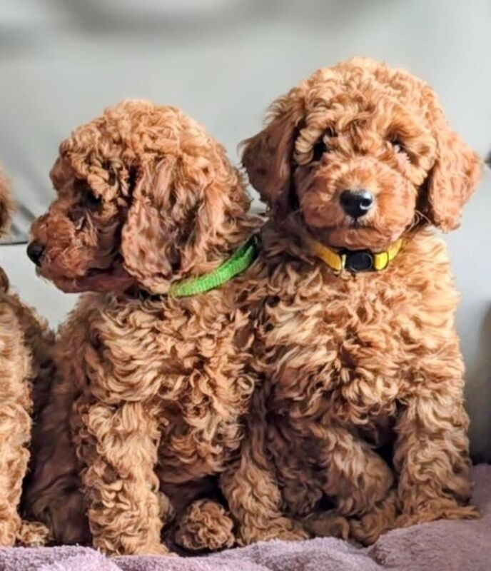 Extensively dna health tested! miniature poodle puppies.