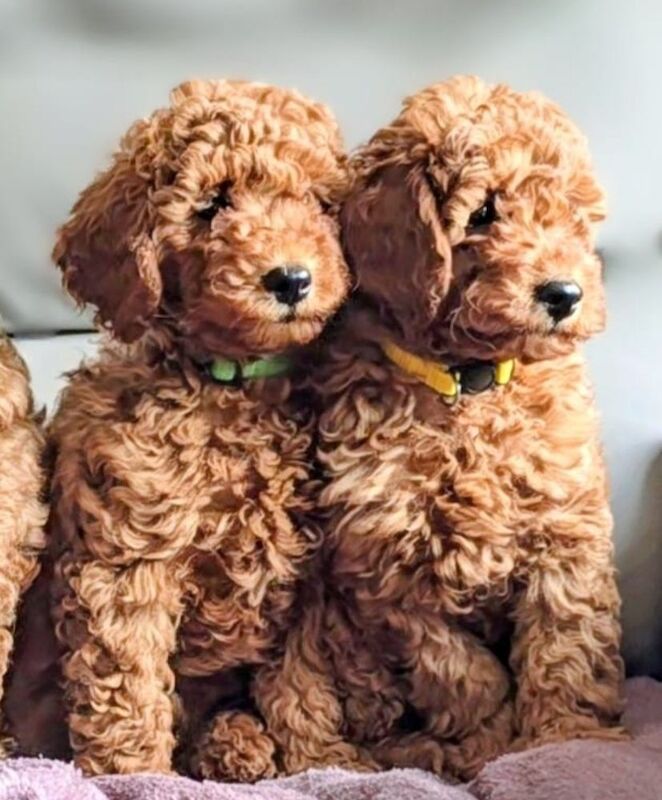 Extensively dna health tested! miniature poodle puppies. - Image 2 of 13