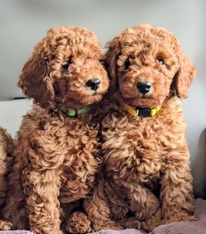 Extensively dna health tested! miniature poodle puppies. - Image 3 of 13