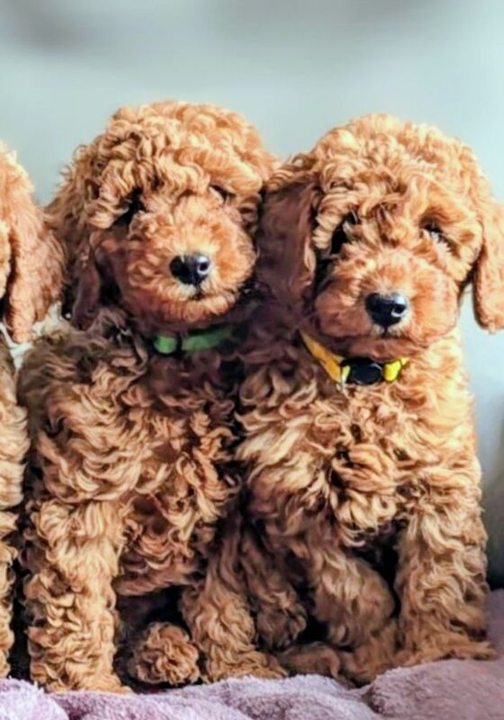 Extensively dna health tested! miniature poodle puppies. - Image 4 of 13