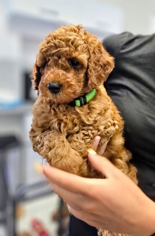 Extensively dna health tested! miniature poodle puppies. - Image 5 of 13