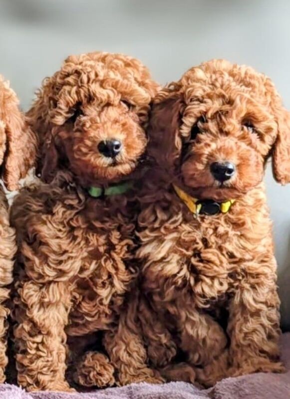 Extensively dna health tested! miniature poodle puppies. - Image 6 of 13