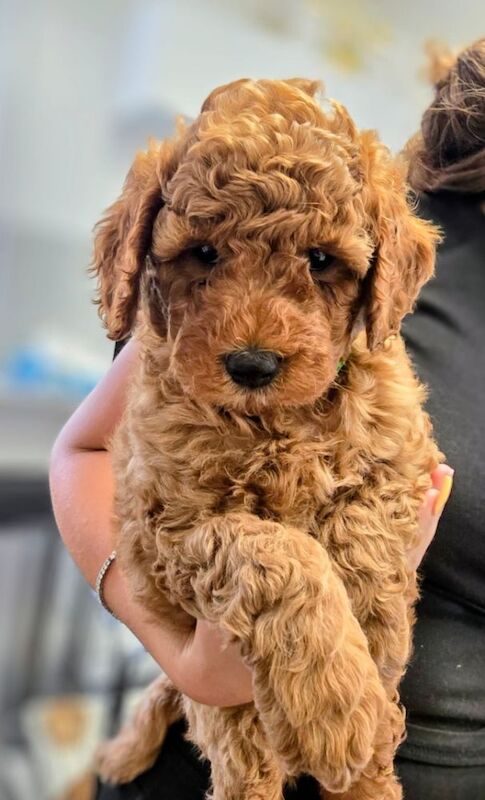 Extensively dna health tested! miniature poodle puppies. - Image 7 of 13
