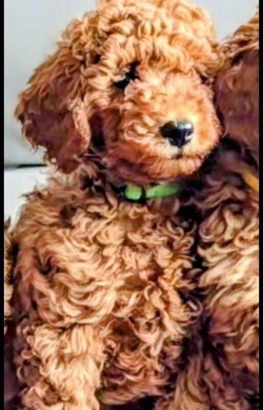 Extensively dna health tested! miniature poodle puppies. - Image 8 of 13