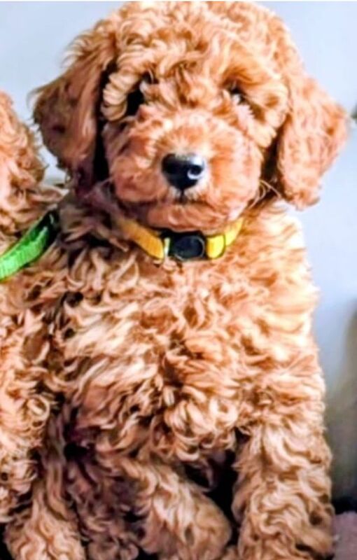 Extensively dna health tested! miniature poodle puppies. - Image 9 of 13