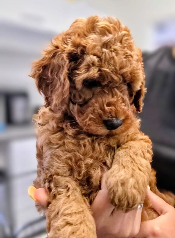 Extensively dna health tested! miniature poodle puppies. - Image 10 of 13