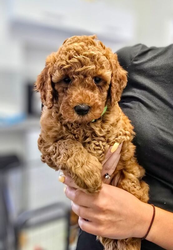 Extensively dna health tested! miniature poodle puppies. - Image 11 of 13